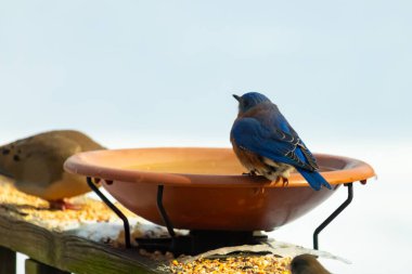 Canlı bir mavi kuş, terakotta kuş banyosuna tünemiş. Mavi tüyleri, sıcak tonlarla çelişiyor. Başka bir kuş, odak dışı, yakınlarda oturuyor. Bir besleyiciye ait vahşi hayatın detaylı görüntüsü..