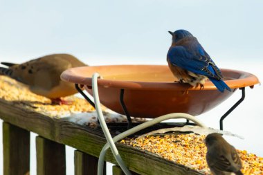 Canlı bir mavi kuş, terakotta kuş banyosuna tünemiş. Mavi tüyleri, sıcak tonlarla çelişiyor. Başka bir kuş, odak dışı, yakınlarda oturuyor. Bir besleyiciye ait vahşi hayatın detaylı görüntüsü..