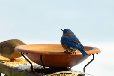 Canlı bir mavi kuş, terakotta kuş banyosuna tünemiş. Mavi tüyleri, sıcak tonlarla çelişiyor. Başka bir kuş, odak dışı, yakınlarda oturuyor. Bir besleyiciye ait vahşi hayatın detaylı görüntüsü..