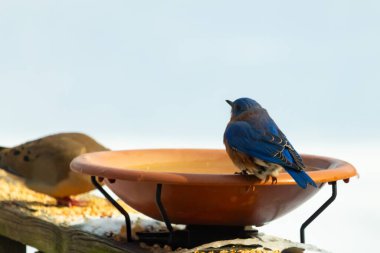 Canlı bir mavi kuş, terakotta kuş banyosuna tünemiş. Mavi tüyleri, sıcak tonlarla çelişiyor. Başka bir kuş, odak dışı, yakınlarda oturuyor. Bir besleyiciye ait vahşi hayatın detaylı görüntüsü..