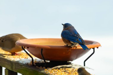 Canlı bir mavi kuş, terakotta kuş banyosuna tünemiş. Mavi tüyleri, sıcak tonlarla çelişiyor. Başka bir kuş, odak dışı, yakınlarda oturuyor. Bir besleyiciye ait vahşi hayatın detaylı görüntüsü..