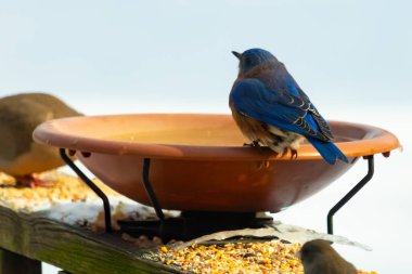 Canlı bir mavi kuş, terakotta kuş banyosuna tünemiş. Mavi tüyleri, sıcak tonlarla çelişiyor. Başka bir kuş, odak dışı, yakınlarda oturuyor. Bir besleyiciye ait vahşi hayatın detaylı görüntüsü..