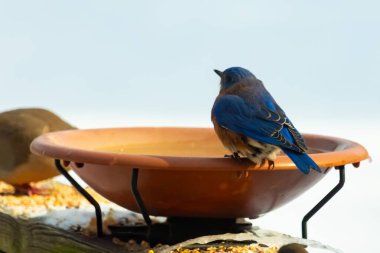 Canlı bir mavi kuş, terakotta kuş banyosuna tünemiş. Mavi tüyleri, sıcak tonlarla çelişiyor. Başka bir kuş, odak dışı, yakınlarda oturuyor. Bir besleyiciye ait vahşi hayatın detaylı görüntüsü..