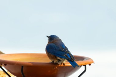 Canlı bir mavi kuş, terakotta kuş banyosuna tünemiş. Mavi tüyleri, sıcak tonlarla çelişiyor. Başka bir kuş, odak dışı, yakınlarda oturuyor. Bir besleyiciye ait vahşi hayatın detaylı görüntüsü..