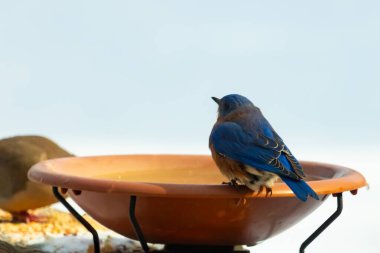 Canlı bir mavi kuş, terakotta kuş banyosuna tünemiş. Mavi tüyleri, sıcak tonlarla çelişiyor. Başka bir kuş, odak dışı, yakınlarda oturuyor. Bir besleyiciye ait vahşi hayatın detaylı görüntüsü..