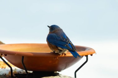 Canlı bir mavi kuş, terakotta kuş banyosuna tünemiş. Mavi tüyleri, sıcak tonlarla çelişiyor. Başka bir kuş, odak dışı, yakınlarda oturuyor. Bir besleyiciye ait vahşi hayatın detaylı görüntüsü..