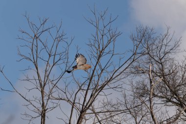Uçan şahin, kanatları açık, mavi gökyüzüne karşı çıplak dallar tarafından çerçevelenmiş. Kuşun kahverengi işaretli hafif tüyleri keskin detaylarla görülebilir. Doğa ve vahşi yaşam güzelliği yakalıyor..