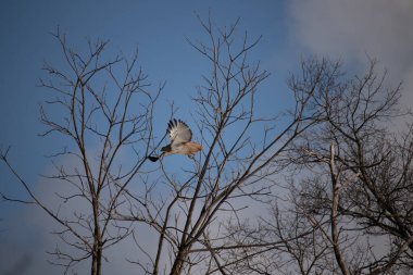 Uçan şahin, kanatları açık, mavi gökyüzüne karşı çıplak dallar tarafından çerçevelenmiş. Kuşun kahverengi işaretli hafif tüyleri keskin detaylarla görülebilir. Doğa ve vahşi yaşam güzelliği yakalıyor..