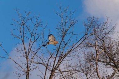 Uçan şahin, kanatları açık, mavi gökyüzüne karşı çıplak dallar tarafından çerçevelenmiş. Kuşun kahverengi işaretli hafif tüyleri keskin detaylarla görülebilir. Doğa ve vahşi yaşam güzelliği yakalıyor..