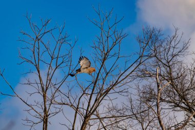 Uçan şahin, kanatları açık, mavi gökyüzüne karşı çıplak dallar tarafından çerçevelenmiş. Kuşun kahverengi işaretli hafif tüyleri keskin detaylarla görülebilir. Doğa ve vahşi yaşam güzelliği yakalıyor..