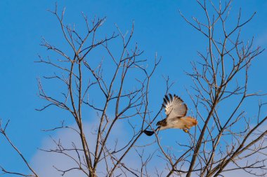 Uçan şahin, kanatları açık, mavi gökyüzüne karşı çıplak dallar tarafından çerçevelenmiş. Kuşun kahverengi işaretli hafif tüyleri keskin detaylarla görülebilir. Doğa ve vahşi yaşam güzelliği yakalıyor..