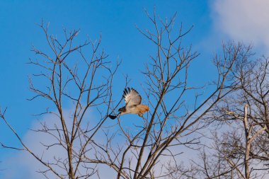 Uçan şahin, kanatları açık, mavi gökyüzüne karşı çıplak dallar tarafından çerçevelenmiş. Kuşun kahverengi işaretli hafif tüyleri keskin detaylarla görülebilir. Doğa ve vahşi yaşam güzelliği yakalıyor..