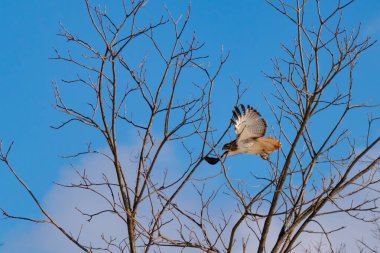 Uçan şahin, kanatları açık, mavi gökyüzüne karşı çıplak dallar tarafından çerçevelenmiş. Kuşun kahverengi işaretli hafif tüyleri keskin detaylarla görülebilir. Doğa ve vahşi yaşam güzelliği yakalıyor..