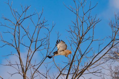 Uçan şahin, kanatları açık, mavi gökyüzüne karşı çıplak dallar tarafından çerçevelenmiş. Kuşun kahverengi işaretli hafif tüyleri keskin detaylarla görülebilir. Doğa ve vahşi yaşam güzelliği yakalıyor..