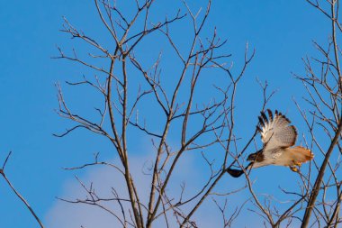 Uçan şahin, kanatları açık, mavi gökyüzüne karşı çıplak dallar tarafından çerçevelenmiş. Kuşun kahverengi işaretli hafif tüyleri keskin detaylarla görülebilir. Doğa ve vahşi yaşam güzelliği yakalıyor..