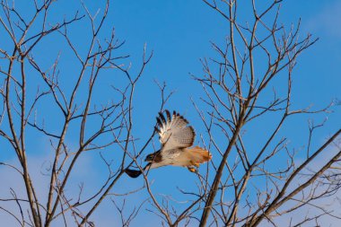 Uçan şahin, kanatları açık, mavi gökyüzüne karşı çıplak dallar tarafından çerçevelenmiş. Kuşun kahverengi işaretli hafif tüyleri keskin detaylarla görülebilir. Doğa ve vahşi yaşam güzelliği yakalıyor..