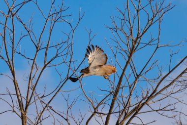 Uçan şahin, kanatları açık, mavi gökyüzüne karşı çıplak dallar tarafından çerçevelenmiş. Kuşun kahverengi işaretli hafif tüyleri keskin detaylarla görülebilir. Doğa ve vahşi yaşam güzelliği yakalıyor..