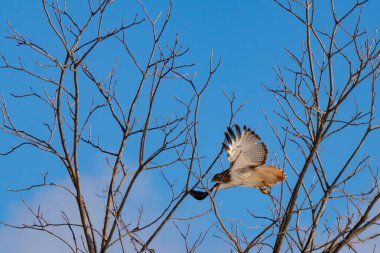 Uçan şahin, kanatları açık, mavi gökyüzüne karşı çıplak dallar tarafından çerçevelenmiş. Kuşun kahverengi işaretli hafif tüyleri keskin detaylarla görülebilir. Doğa ve vahşi yaşam güzelliği yakalıyor..