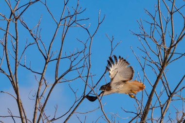 Uçan şahin, kanatları açık, mavi gökyüzüne karşı çıplak dallar tarafından çerçevelenmiş. Kuşun kahverengi işaretli hafif tüyleri keskin detaylarla görülebilir. Doğa ve vahşi yaşam güzelliği yakalıyor..