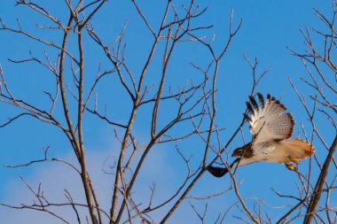Uçan şahin, kanatları açık, mavi gökyüzüne karşı çıplak dallar tarafından çerçevelenmiş. Kuşun kahverengi işaretli hafif tüyleri keskin detaylarla görülebilir. Doğa ve vahşi yaşam güzelliği yakalıyor..