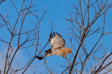 Uçan şahin, kanatları açık, mavi gökyüzüne karşı çıplak dallar tarafından çerçevelenmiş. Kuşun kahverengi işaretli hafif tüyleri keskin detaylarla görülebilir. Doğa ve vahşi yaşam güzelliği yakalıyor..