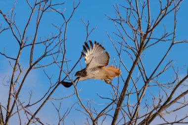 Uçan şahin, kanatları açık, mavi gökyüzüne karşı çıplak dallar tarafından çerçevelenmiş. Kuşun kahverengi işaretli hafif tüyleri keskin detaylarla görülebilir. Doğa ve vahşi yaşam güzelliği yakalıyor..