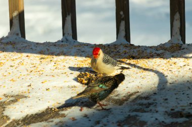 Karlı bir yüzeye tünemiş, tohumları yiyen kırmızı karınlı bir ağaçkakan. Canlı kızıl kafa, çizgili sırt ve benekli göğüs beyaz arka planda öne çıkıyor. Yakın çekim, detaylı çekim.