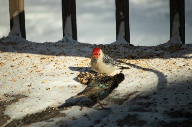 Karlı bir yüzeye tünemiş, tohumları yiyen kırmızı karınlı bir ağaçkakan. Canlı kızıl kafa, çizgili sırt ve benekli göğüs beyaz arka planda öne çıkıyor. Yakın çekim, detaylı çekim.