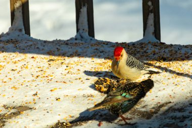 Karlı bir yüzeye tünemiş, tohumları yiyen kırmızı karınlı bir ağaçkakan. Canlı kızıl kafa, çizgili sırt ve benekli göğüs beyaz arka planda öne çıkıyor. Yakın çekim, detaylı çekim.