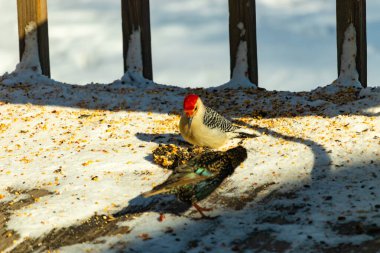 Karlı bir yüzeye tünemiş, tohumları yiyen kırmızı karınlı bir ağaçkakan. Canlı kızıl kafa, çizgili sırt ve benekli göğüs beyaz arka planda öne çıkıyor. Yakın çekim, detaylı çekim.