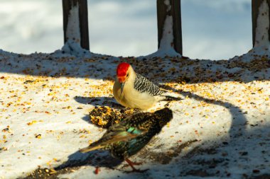 Karlı bir yüzeye tünemiş, tohumları yiyen kırmızı karınlı bir ağaçkakan. Canlı kızıl kafa, çizgili sırt ve benekli göğüs beyaz arka planda öne çıkıyor. Yakın çekim, detaylı çekim.