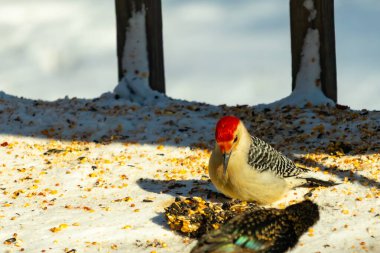 Karlı bir yüzeye tünemiş, tohumları yiyen kırmızı karınlı bir ağaçkakan. Canlı kızıl kafa, çizgili sırt ve benekli göğüs beyaz arka planda öne çıkıyor. Yakın çekim, detaylı çekim.