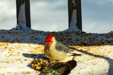 Karlı bir yüzeye tünemiş, tohumları yiyen kırmızı karınlı bir ağaçkakan. Canlı kızıl kafa, çizgili sırt ve benekli göğüs beyaz arka planda öne çıkıyor. Yakın çekim, detaylı çekim.