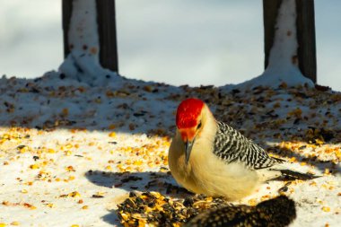 Karlı bir yüzeye tünemiş, tohumları yiyen kırmızı karınlı bir ağaçkakan. Canlı kızıl kafa, çizgili sırt ve benekli göğüs beyaz arka planda öne çıkıyor. Yakın çekim, detaylı çekim.