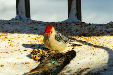 Karlı bir yüzeye tünemiş, tohumları yiyen kırmızı karınlı bir ağaçkakan. Canlı kızıl kafa, çizgili sırt ve benekli göğüs beyaz arka planda öne çıkıyor. Yakın çekim, detaylı çekim.
