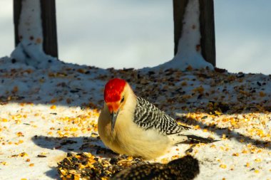 Karlı bir yüzeye tünemiş, tohumları yiyen kırmızı karınlı bir ağaçkakan. Canlı kızıl kafa, çizgili sırt ve benekli göğüs beyaz arka planda öne çıkıyor. Yakın çekim, detaylı çekim.