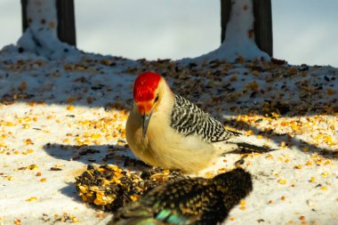 Karlı bir yüzeye tünemiş, tohumları yiyen kırmızı karınlı bir ağaçkakan. Canlı kızıl kafa, çizgili sırt ve benekli göğüs beyaz arka planda öne çıkıyor. Yakın çekim, detaylı çekim.
