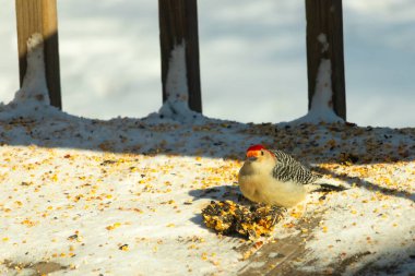 Karlı bir yüzeye tünemiş, tohumları yiyen kırmızı karınlı bir ağaçkakan. Canlı kızıl kafa, çizgili sırt ve benekli göğüs beyaz arka planda öne çıkıyor. Yakın çekim, detaylı çekim.