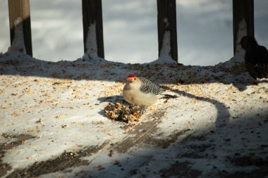 Karlı bir yüzeye tünemiş, tohumları yiyen kırmızı karınlı bir ağaçkakan. Canlı kızıl kafa, çizgili sırt ve benekli göğüs beyaz arka planda öne çıkıyor. Yakın çekim, detaylı çekim.
