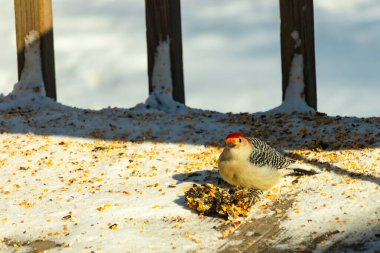 Karlı bir yüzeye tünemiş, tohumları yiyen kırmızı karınlı bir ağaçkakan. Canlı kızıl kafa, çizgili sırt ve benekli göğüs beyaz arka planda öne çıkıyor. Yakın çekim, detaylı çekim.