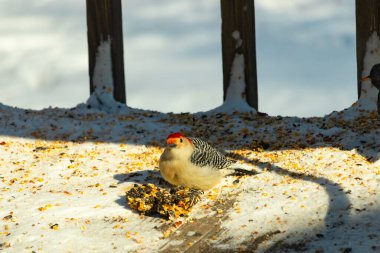 Karlı bir yüzeye tünemiş, tohumları yiyen kırmızı karınlı bir ağaçkakan. Canlı kızıl kafa, çizgili sırt ve benekli göğüs beyaz arka planda öne çıkıyor. Yakın çekim, detaylı çekim.