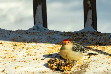 Karlı bir yüzeye tünemiş, tohumları yiyen kırmızı karınlı bir ağaçkakan. Canlı kızıl kafa, çizgili sırt ve benekli göğüs beyaz arka planda öne çıkıyor. Yakın çekim, detaylı çekim.
