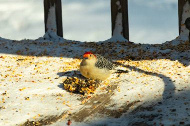 Karlı bir yüzeye tünemiş, tohumları yiyen kırmızı karınlı bir ağaçkakan. Canlı kızıl kafa, çizgili sırt ve benekli göğüs beyaz arka planda öne çıkıyor. Yakın çekim, detaylı çekim.