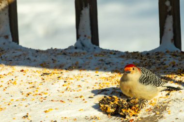 Karlı bir yüzeye tünemiş, tohumları yiyen kırmızı karınlı bir ağaçkakan. Canlı kızıl kafa, çizgili sırt ve benekli göğüs beyaz arka planda öne çıkıyor. Yakın çekim, detaylı çekim.
