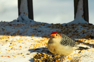 Karlı bir yüzeye tünemiş, tohumları yiyen kırmızı karınlı bir ağaçkakan. Canlı kızıl kafa, çizgili sırt ve benekli göğüs beyaz arka planda öne çıkıyor. Yakın çekim, detaylı çekim.
