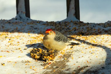 Karlı bir yüzeye tünemiş, tohumları yiyen kırmızı karınlı bir ağaçkakan. Canlı kızıl kafa, çizgili sırt ve benekli göğüs beyaz arka planda öne çıkıyor. Yakın çekim, detaylı çekim.