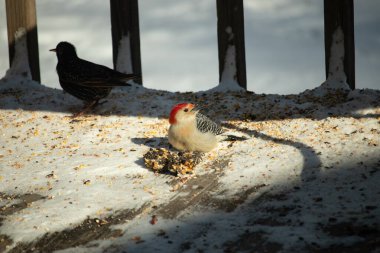 Karlı bir yüzeye tünemiş, tohumları yiyen kırmızı karınlı bir ağaçkakan. Canlı kızıl kafa, çizgili sırt ve benekli göğüs beyaz arka planda öne çıkıyor. Yakın çekim, detaylı çekim.