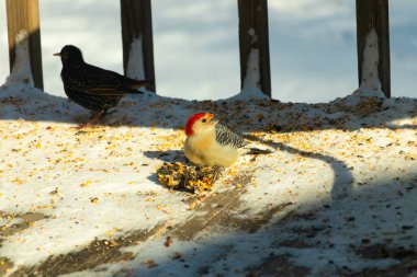 Karlı bir yüzeye tünemiş, tohumları yiyen kırmızı karınlı bir ağaçkakan. Canlı kızıl kafa, çizgili sırt ve benekli göğüs beyaz arka planda öne çıkıyor. Yakın çekim, detaylı çekim.