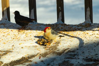 Karlı bir yüzeye tünemiş, tohumları yiyen kırmızı karınlı bir ağaçkakan. Canlı kızıl kafa, çizgili sırt ve benekli göğüs beyaz arka planda öne çıkıyor. Yakın çekim, detaylı çekim.