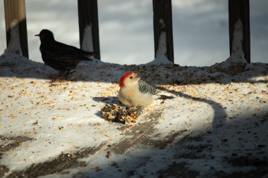 Karlı bir yüzeye tünemiş, tohumları yiyen kırmızı karınlı bir ağaçkakan. Canlı kızıl kafa, çizgili sırt ve benekli göğüs beyaz arka planda öne çıkıyor. Yakın çekim, detaylı çekim.